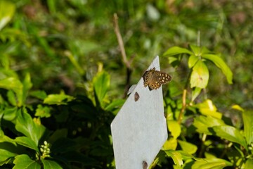 Speckled Wood Butterfly (Pararge aegeria) with open wings perched on metal sign in Zurich, Switzerland