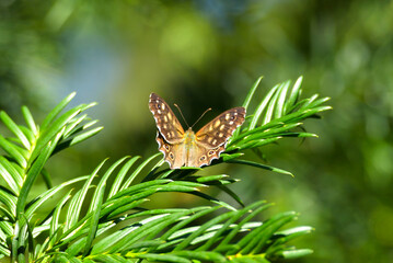 Speckled Wood Butterfly (Pararge aegeria) with open wings perched on tree branch in Zurich, Switzerland