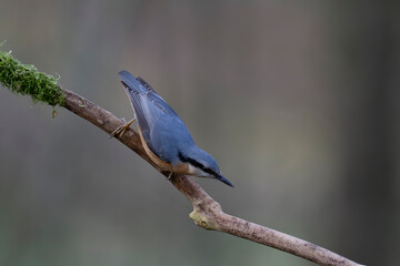 sitta europeae European nuthatch perched in close view