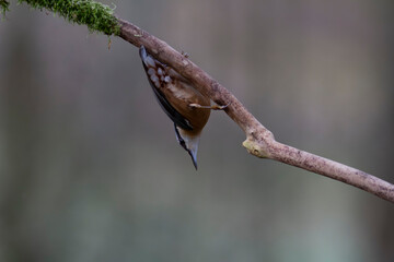 sitta europeae European nuthatch perched in close view