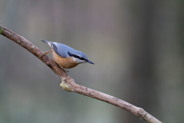 sitta europeae European nuthatch perched in close view