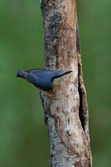 sitta europeae European nuthatch perched in close view