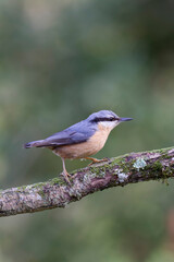 sitta europeae European nuthatch perched in close view
