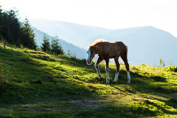 A foal walks on the pasture in the mountains, Ukrainian Carpathians