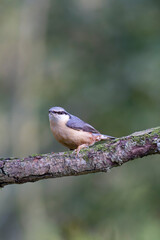 sitta europeae European nuthatch perched in close view