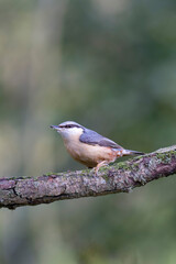 sitta europeae European nuthatch perched in close view