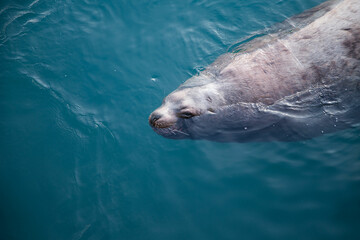 Obraz premium stellar sea lion in blue water 