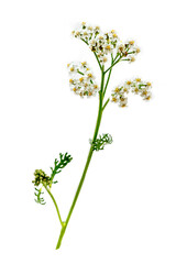 Fototapeta na wymiar Achillea millefolium Medicinal plant- healthcare and medicinal
