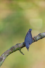 sitta europeae European nuthatch perched in close view