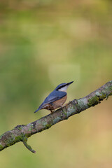 sitta europeae European nuthatch perched in close view
