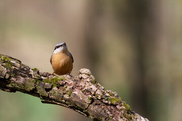 sitta europeae European nuthatch perched in close view