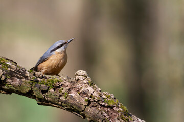 sitta europeae European nuthatch perched in close view