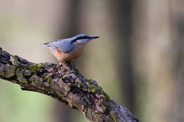 sitta europeae European nuthatch perched in close view