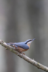 sitta europeae European nuthatch perched in close view