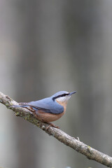 sitta europeae European nuthatch perched in close view