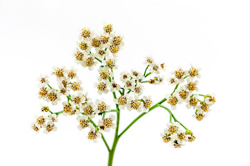 Achillea millefolium Medicinal plant- healthcare and medicinal