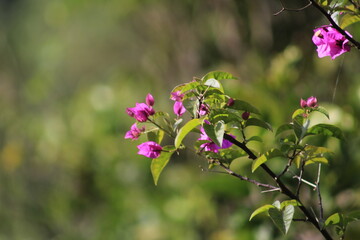 flowers in the garden