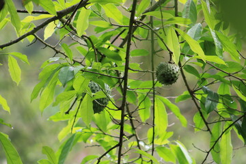 green fruit on the foot