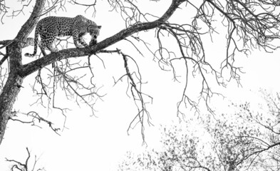 monochrome leopard in tree