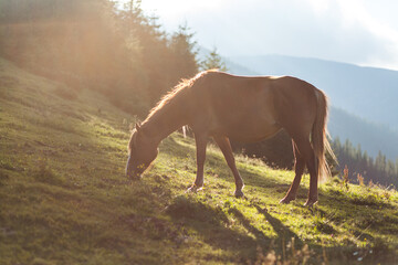 Naklejka premium A mare grazing on the pasture, Carpathian mountains, Ukraine