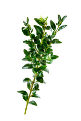 Buis-Buxus sempervirens - Its benefits of purifying the soul and body