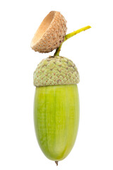 Acorn isolated on white background.