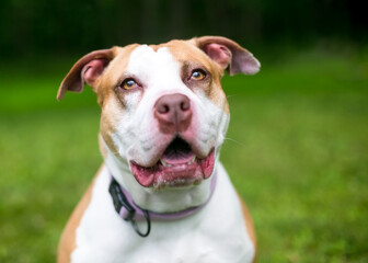 A red and white Pit Bull mixed breed dog looking up with a happy expression
