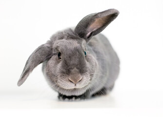 Obraz premium A gray pet rabbit holding its ears in a half lop position