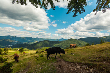 A pasture on the hills of Ukrainian Carpathians