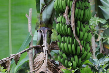 Manojo de bananos © Alexander