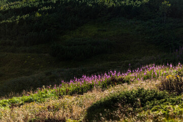 Obraz premium Stripe of purple wildflowers in the meadow, Carpathian mountains, Ukraine