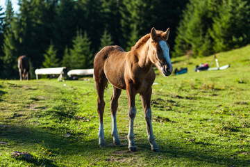 Obraz premium A portrait of a foal on the pasture. Carpathian mountains, Ukraine