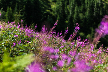 Obraz premium Wild flowers meadow in Carpathian mountains, Ukraine