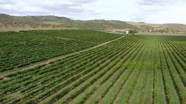Field of grape vines Campo de Borja. It is a wine from Spain with Protected Designation of Origin