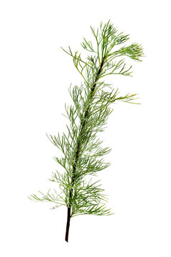 Artemisia Cola -Cola Vegetable Artemisia abrotanum