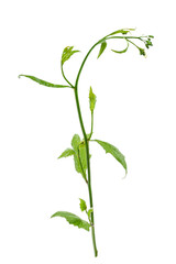 Fototapeta na wymiar Common lampsan Lapsana communis medicinal field plant