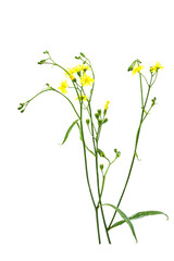 Common lampsan Lapsana communis medicinal field plant