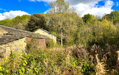 Late autumn day, with derelict buildings, wild plants, and trees on, Bagley Lane, Leeds, UK