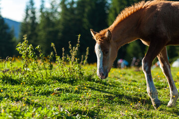 Young foal in profile, Carpathian mountains, Ukraine