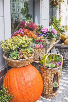 Big orange pumpkin in front of the flower shop. Halloween and Thanksgiving autumn decoration with flowers in trendy rattan baskets