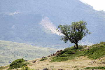 lonely green apple tree on the mountain slope with clouds and scenery landscape on background
