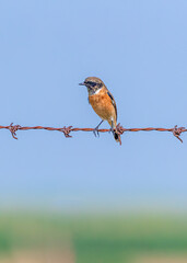 Siberian Stone Chat looking down