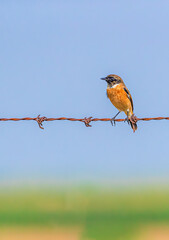 Siberian Stone chat on a wire