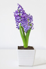 One purple hyacinth orientalis flower  on the white table.