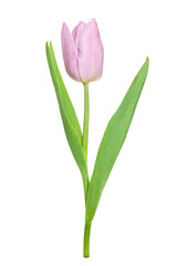 beautiful one pink tulip with a leaf isolated on a white background 