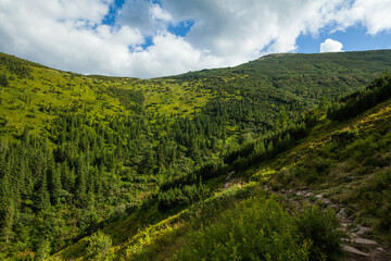 The hills of Ukrainian carpathians covered with thick pine tree forests