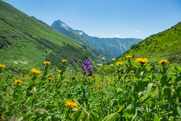 alpine meadow in the mountains