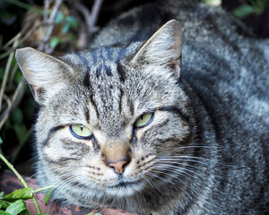 a gray cat with green eyes sits during the day . front view