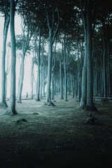 Photo sur Plexiglas Vert bleu La célèbre et mystérieuse forêt de hêtres de l& 39 océan Gespensterwald à Rostock en Allemagne. Bois et forêt sombres et fantasmagoriques en hiver. Explorer une forêt sombre avec un fond océanique et une nature brumeuse