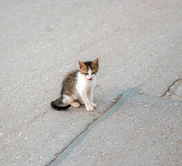 Mały chudy kot siedzący na bruku - obrazy, fototapety, plakaty